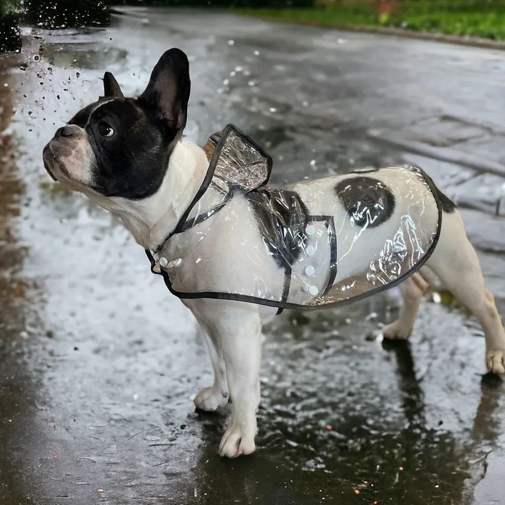 Talking Dog Club Waterproof Raincoat for Dogs (Black)